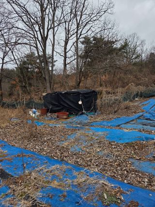김영옥님의 기타작물 · 영농일지 작성글 사진