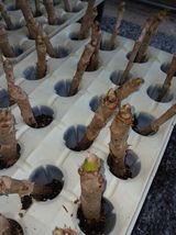 팜모닝 두릅·영농일지 게시글 이미지