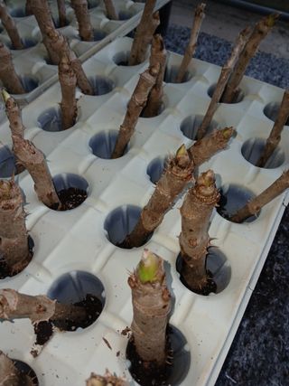 거창두릅농원김성희님의 작성글 사진