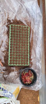 팜모닝 고추·파종•정식 게시글 이미지