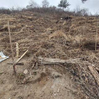 가로수님의 두릅 · 영농일지 작성글 사진