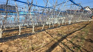 축복의땅 에덴동산님의 사과 · 영농일지 작성글 사진