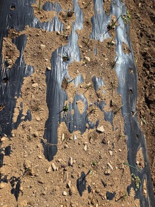 오현백님의 파 · 영농일지 작성글 사진