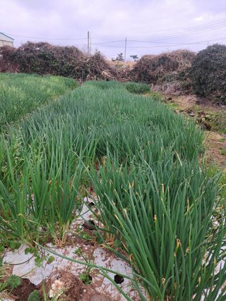 한림한경님의 파 · 영농일지 작성글 사진