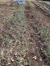 팜모닝 파·영농일지 게시글 이미지