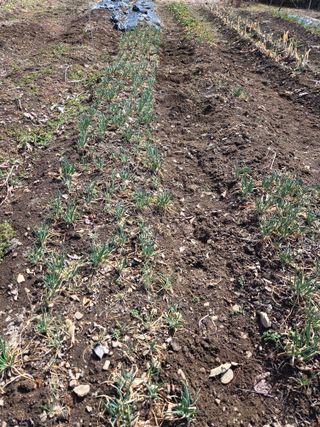 오현백님의 파 · 영농일지 작성글 사진