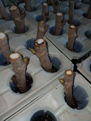 거창두릅농원김성희님의 두릅 · 영농일지 작성글 사진