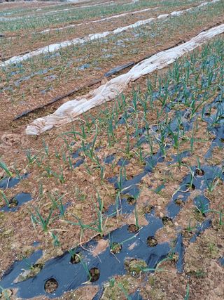 이철우님의 마늘 · 영농일지 작성글 사진