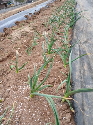 김성구님의 마늘 · 영농일지 작성글 사진