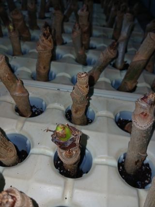 거창두릅농원김성희님의 두릅 · 영농일지 작성글 사진