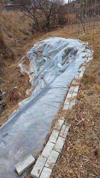 햇살농원 고현숙님의 사과 · 영농일지 작성글 사진