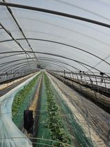 팜모닝 기타작물·영농일지 게시글 이미지