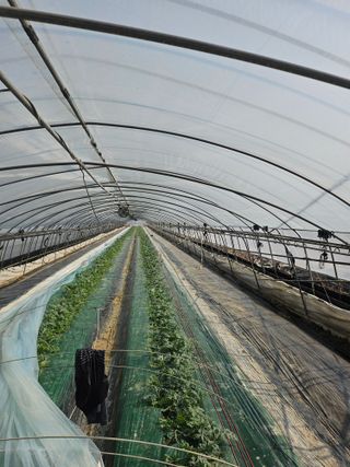 김동식님의 기타작물 · 영농일지 작성글 사진