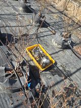 팜모닝 블루베리·영농일지 게시글 이미지