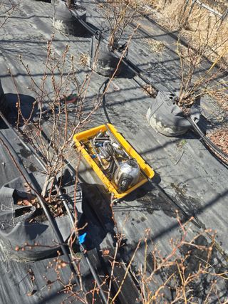 축복농장님의 블루베리 · 영농일지 작성글 사진