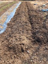 팜모닝 감자·영농일지 게시글 이미지