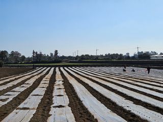 평대돌담농장님의 감자 · 영농일지 작성글 사진