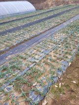 팜모닝 마늘·영농일지 게시글 이미지