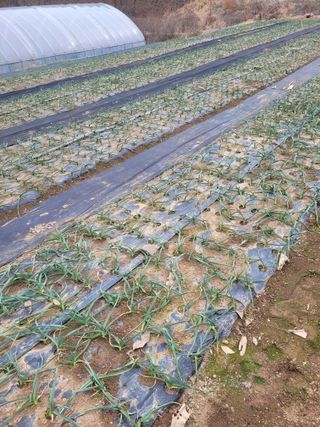 쓰리미님의 마늘 · 영농일지 작성글 사진