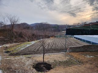 주말농장님의 마늘 · 영농일지 작성글 사진