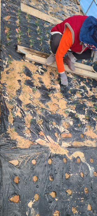 AlexLee님의 배추 · 영농일지 작성글 사진