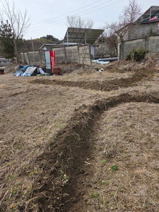 백현호님의 마늘 · 영농일지 작성글 사진