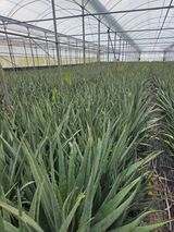 팜모닝 기타작물·영농일지 게시글 이미지