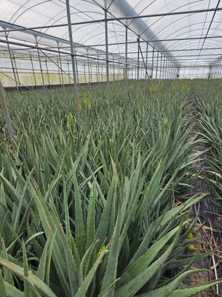 제주온님의 기타작물 · 영농일지 작성글 사진