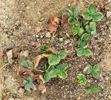 팜모닝 기타작물·영농일지 게시글 이미지