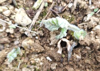 부천역곡 정병호님의 기타작물 · 영농일지 작성글 사진