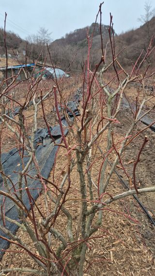 김기자(흰구름농원)님의 블루베리 · 영농일지 작성글 사진