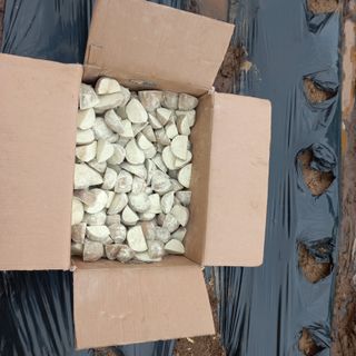 김건우님의 감자 · 영농일지 작성글 사진