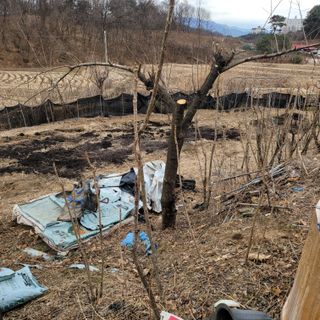 화려한이글님의 감자 · 영농일지 작성글 사진