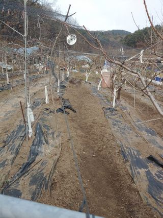 박상현님의 사과 · 영농일지 작성글 사진