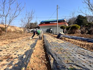 솔안농부님의 감자 · 영농일지 작성글 사진