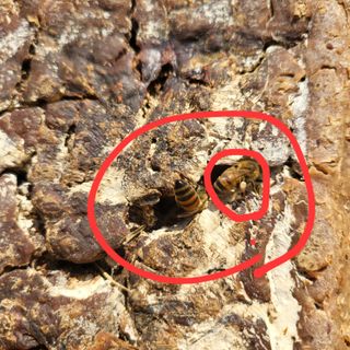 김경순님의 기타작물 · 영농일지 작성글 사진