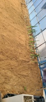 팜모닝 배추·영농일지 게시글 이미지