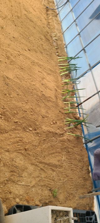 AlexLee님의 배추 · 영농일지 작성글 사진