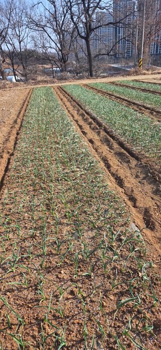 최경재 님의 마늘 · 영농일지 작성글 사진