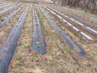 상추20832님의 콩 · 영농일지 작성글 사진