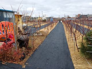 최정윤님의 딸기 · 영농일지 작성글 사진