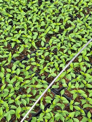 이.일신.꽃분아빠님의 고추 · 영농일지 작성글 사진