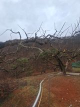 팜모닝 감·영농일지 게시글 이미지