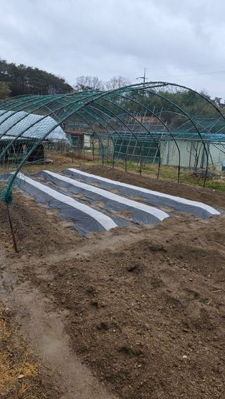 가야산아래촌농님의 기타작물 · 영농일지 작성글 사진