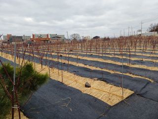 최정윤님의 딸기 · 영농일지 작성글 사진