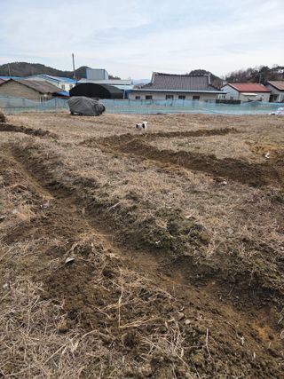 백현호님의 마늘 · 영농일지 작성글 사진