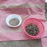 팜모닝 기타작물·영농일지 게시글 이미지