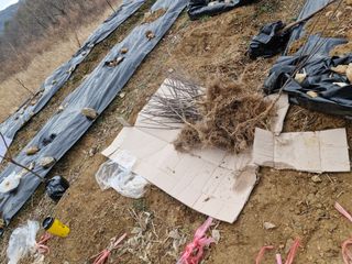 텃밭농사초보님의 고구마 · 영농일지 작성글 사진