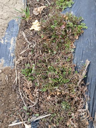 이갑덕님의 기타작물 · 영농일지 작성글 사진