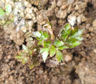 부천역곡 정병호님의 기타작물 · 영농일지 작성글 사진